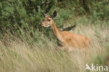 Edelhert (Cervus elaphus)