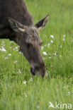 Eland (Alces alces)