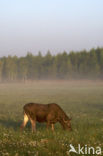 Eland (Alces alces)