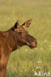 Eland (Alces alces)