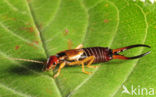 Europese oorworm (Forficula auricularia)