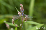 Gewone pantserjuffer (Lestes sponsa)