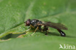 Grote Bronzwever (Sphegina sibirica)