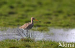 Grutto (Limosa limosa) 