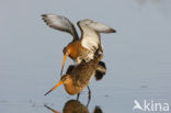 Grutto (Limosa limosa) 