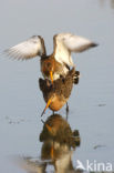 Grutto (Limosa limosa) 