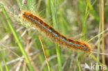 Heideringelrups (Malacosoma castrensis)