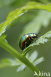 Hennepnetelgoudhaantje (Chrysolina fastuosa)