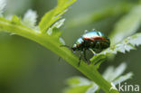 Hennepnetelgoudhaantje (Chrysolina fastuosa)