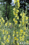 Keizerskaars (Verbascum phlomoides)