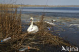 Knobbelzwaan (Cygnus olor)