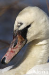 Knobbelzwaan (Cygnus olor)