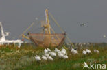 Lepelaar (Platalea leucorodia)