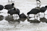 Meerkoet (Fulica atra)