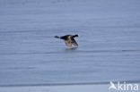 Meerkoet (Fulica atra)