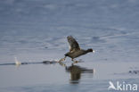 Meerkoet (Fulica atra)