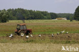 Ooievaar (Ciconia ciconia)