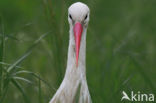 Ooievaar (Ciconia ciconia)