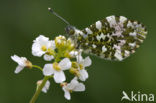 Oranjetipje (Anthocharis cardamines)