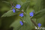 Overblijvende ossentong (Pentaglottis sempervirens)