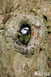 Pimpelmees (Parus caeruleus)