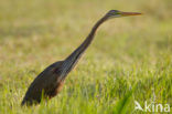 Purperreiger (Ardea purpurea) 