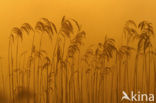 Riet (Phragmites australis)