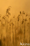 Riet (Phragmites australis)