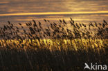 Riet (Phragmites australis)