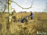 Riet (Phragmites australis)