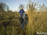 Riet (Phragmites australis)