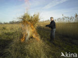 Riet (Phragmites australis)