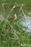 Rietzanger (Acrocephalus schoenobaenus)