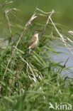 Rietzanger (Acrocephalus schoenobaenus)