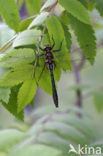 Smaragdlibel (Cordulia aenea)