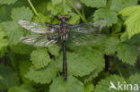 Smaragdlibel (Cordulia aenea)