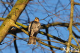 Sperwer (Accipiter nisus)