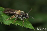 Valse rozenzandbij (Andrena helvola)