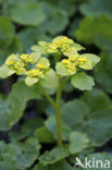 Verspreidbladig goudveil (Chrysosplenium alternifolium)