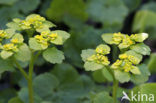 Verspreidbladig goudveil (Chrysosplenium alternifolium)