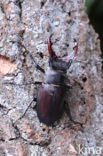 Vliegend hert (Lucanus cervus)