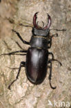 Vliegend hert (Lucanus cervus)