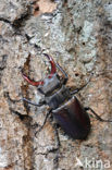 Vliegend hert (Lucanus cervus)