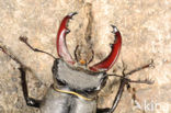 Vliegend hert (Lucanus cervus)