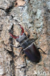 Vliegend hert (Lucanus cervus)