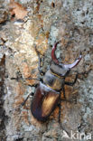 Vliegend hert (Lucanus cervus)