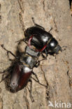 Vliegend hert (Lucanus cervus)