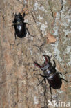 Vliegend hert (Lucanus cervus)