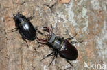 Vliegend hert (Lucanus cervus)