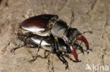 Vliegend hert (Lucanus cervus)